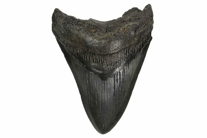 Fossil Megalodon Tooth - South Carolina #297435